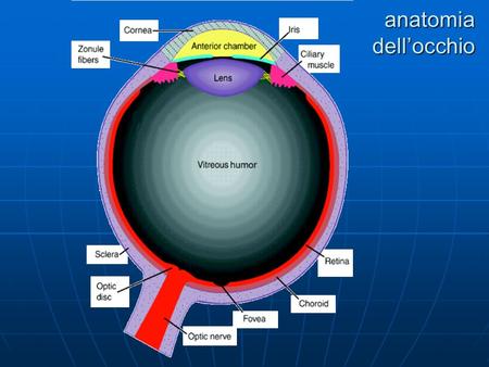 Anatomia dell’occhio.