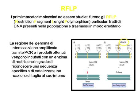 RFLP I primi marcatori molecolari ad essere studiati furono gli RFLP (Restriction Fragment Lenght Polymorphism):particolari tratti di DNA presenti nella.