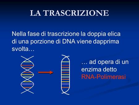 LA TRASCRIZIONE Nella fase di trascrizione la doppia elica di una porzione di DNA viene dapprima svolta… … ad opera di un enzima detto RNA-Polimerasi.