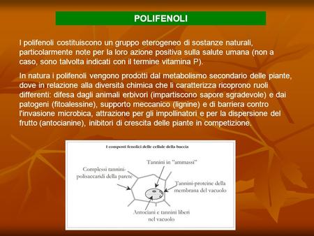 POLIFENOLI I polifenoli costituiscono un gruppo eterogeneo di sostanze naturali, particolarmente note per la loro azione positiva sulla salute umana (non.
