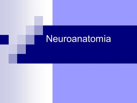 Neuroanatomia.