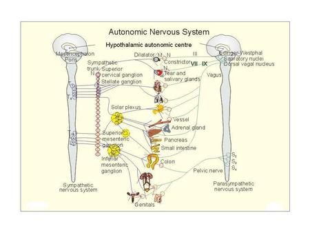Azioni del Sistema Nervoso Autonomo sul Cuore Sede/Funzione		SNA Simpatico 		SNA Parasimpatico (adrenergico)	 	(colinergico,muscarinico) gittata.
