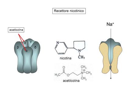Recettore nicotinico α β γ δ acetilcolina nicotina Na+