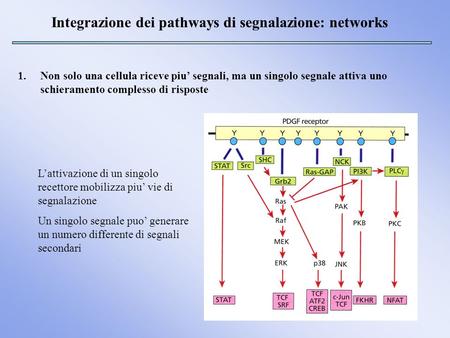Integrazione dei pathways di segnalazione: networks