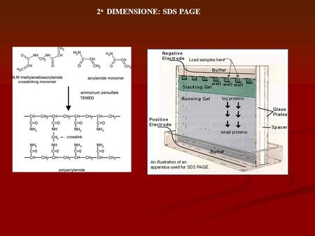 2a DIMENSIONE: SDS PAGE.