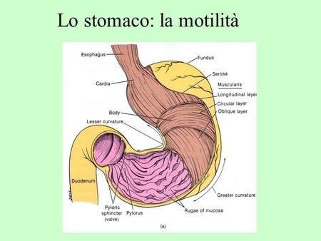 Lo stomaco: la motilità