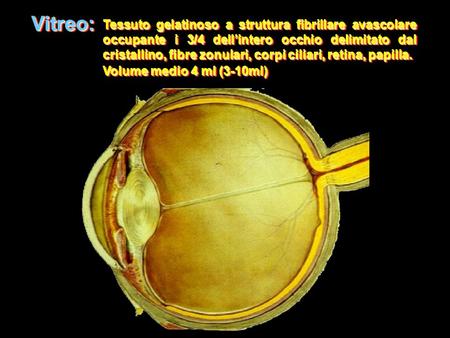 Tessuto gelatinoso a struttura fibrillare avascolare occupante i 3/4 dell’intero occhio delimitato dal cristallino, fibre zonulari, corpi ciliari, retina,