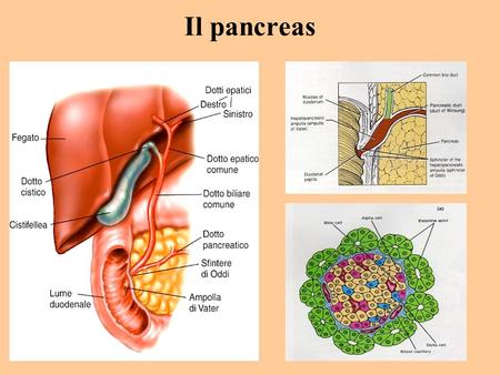 Il pancreas.