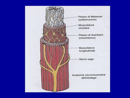 L’innervazione estrinseca dell’esofago è sia simpatica che parasimpatica. I plessi di Auerbach e di Meissner costituiscono l’innervazione intrinseca dell’esofago.
