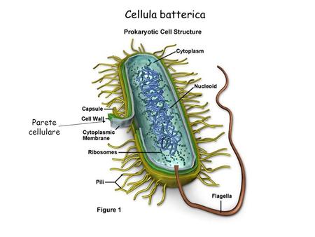 Cellula batterica Parete cellulare.
