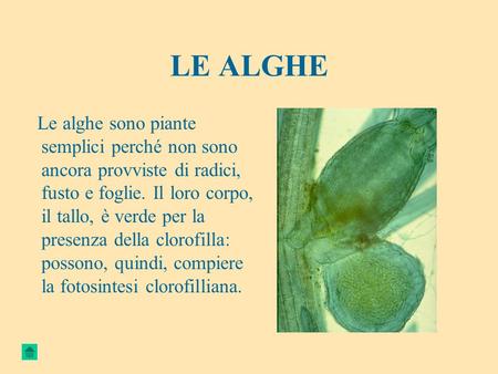 LE ALGHE Le alghe sono piante semplici perché non sono ancora provviste di radici, fusto e foglie. Il loro corpo, il tallo, è verde per la presenza della.