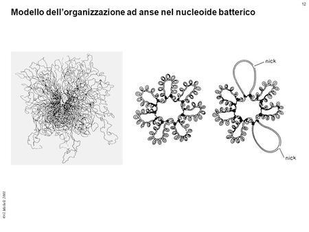 Modello dell’organizzazione ad anse nel nucleoide batterico