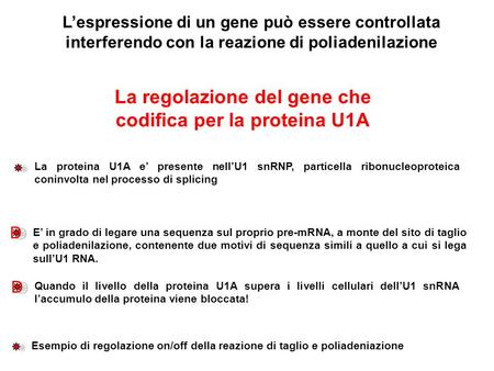 Lespressione di un gene può essere controllata interferendo con la reazione di poliadenilazione La regolazione del gene che codifica per la proteina U1A.
