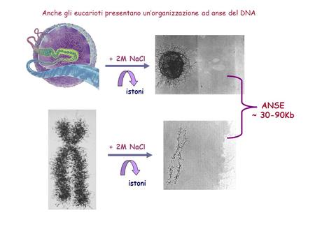 Anche gli eucarioti presentano un’organizzazione ad anse del DNA