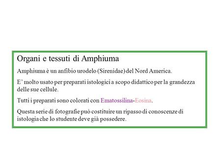 Organi e tessuti di Amphiuma