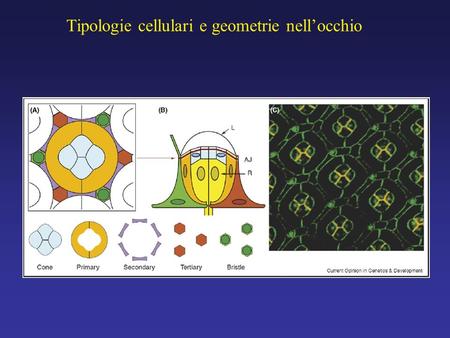 Tipologie cellulari e geometrie nell’occhio