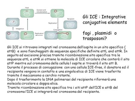 Gli ICE : Integrative conjugative elements