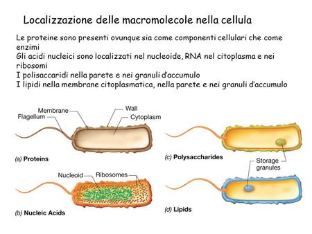 Localizzazione delle macromolecole nella cellula
