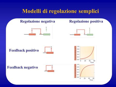 Regolazione negativaRegolazione positiva Feedback negativo Feedback positivo Modelli di regolazione semplici.