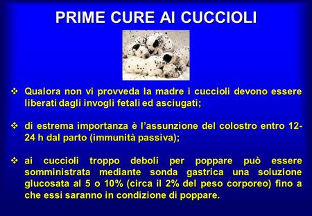 PRIME CURE AI CUCCIOLI Qualora non vi provveda la madre i cuccioli devono essere liberati dagli invogli fetali ed asciugati; di estrema importanza è l’assunzione.