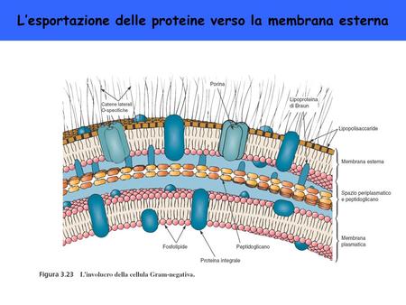 L’esportazione delle proteine verso la membrana esterna