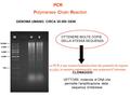 PCR Polymerase Chain Reaction GENOMA UMANO: CIRCA 35.000 GENI OTTENERE MOLTE COPIE DELLA STESSA SEQUENZA CLONAGGIO VETTORE: molecola di DNA che permette.