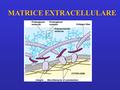 MATRICE EXTRACELLULARE. insieme di proteine e polisaccaridi, secrete da diversi tipi di cellule, che costituiscono strutture extracellulari in grado di.
