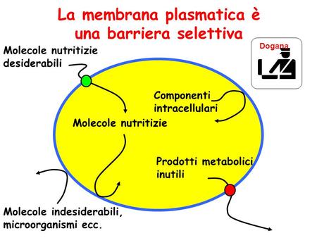 Molecole indesiderabili, microorganismi ecc. Molecole nutritizie Componenti intracellulari Molecole nutritizie desiderabili Prodotti metabolici inutili.