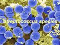 Streptococcus species