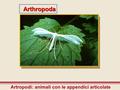 Introduction to Arthropoda