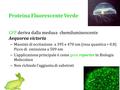 Proteina Fluorescente Verde GFP deriva dalla medusa chemiluminescente Aequorea victoria – Massimi di eccitazione a 395 e 470 nm (resa quantica = 0.8) Picco.