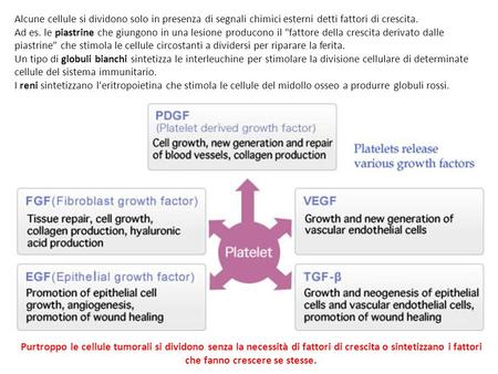 Alcune cellule si dividono solo in presenza di segnali chimici esterni detti fattori di crescita. Ad es. le piastrine che giungono in una lesione producono.
