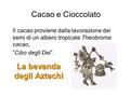 Cacao e Cioccolato Il cacao proviene dalla lavorazione dei semi di un albero tropicale Theobroma cacao, ”Cibo degli Dei”. La bevanda degli Aztechi.
