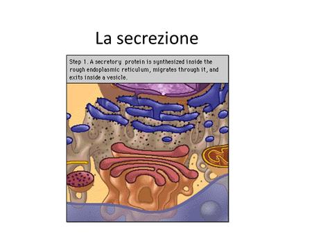 La secrezione. ESOCITOSI Le cellule espellono prodotti di scarto o particolari prodotti di secrezione mediante la fusione di vescicole con la membrana.