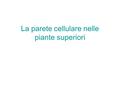 La parete cellulare nelle piante superiori. Fibre tessili, legno, carta sono pareti cellulari più o meno pure e variamente lavorate. Il legno è un materiale.