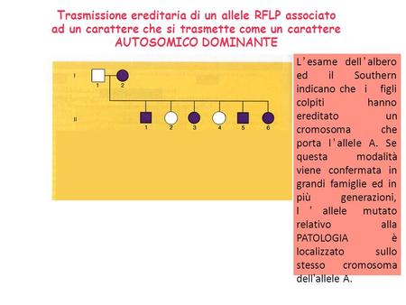 Trasmissione ereditaria di un allele RFLP associato ad un carattere che si trasmette come un carattere AUTOSOMICO DOMINANTE sonda L’esame dell’albero.