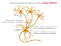 Sinapsi neuro-neuronali