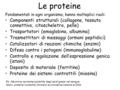 Le proteine Fondamentali in ogni organismo, hanno molteplici ruoli: Componenti strutturali (collagene, tessuto connettivo, citoscheletro, pelle) Trasportatori.