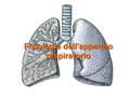 Fisiologia dell’apparato respiratorio Lo scambio gassoso nei polmoni La diffusione dei gas tra alveoli e sangue obbedisce alle regole della diffusione.