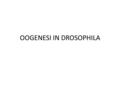 OOGENESI IN DROSOPHILA. La generazione e lo sviluppo della camera ovarica sono un ottimo modello per studiare: Rigenerazione cellule staminali adulte.