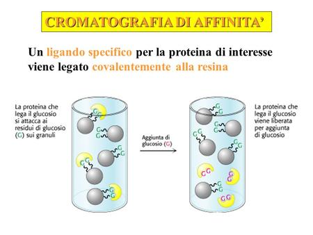 CROMATOGRAFIA DI AFFINITA’ Un ligando specifico per la proteina di interesse viene legato covalentemente alla resina.