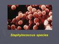 Staphylococcus species. Famiglia Micrococcaceae cocchi Gram-positivi aerobi catalasi-positivi Generi: Staphylococcus Micrococcus Stomatococcus Alloiococcus.