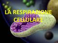 LA RESPIRAZIONE CELLULARE. La respirazione cellulare avviene in 3 fasi: a)Glicolisi anaerobica che non richiede la presenza di ossigeno ed avviene nel.