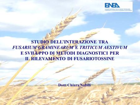 1 STUDIO DELL’INTERAZIONE TRA FUSARIUM GRAMINEARUM E TRITICUM AESTIVUM E SVILUPPO DI METODI DIAGNOSTICI PER IL RILEVAMENTO DI FUSARIOTOSSINE Dott. Chiara.