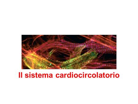 Il sistema cardiocircolatorio. Una visione d’insieme… Il sistema cardiovascolare è una serie di tubi (vasi) pieni di liquido (sangue) connessi ad una.