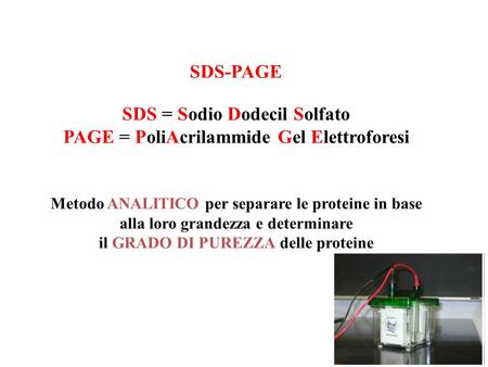 SDS = Sodio Dodecil Solfato PAGE = PoliAcrilammide Gel Elettroforesi