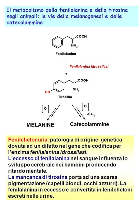 Il metabolismo della fenilalanina e della tirosina negli animali: le vie della melanogenesi e delle catecolammine Fenilchetonuria: patologia di origine.