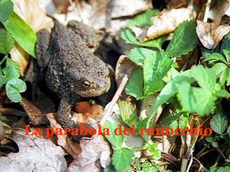 La parabola del ranocchio C’era una volta una gara di ranocchi L’obiettivo era arrivare in cima a una gran torre. c’era una volta una gara di ranocchi.