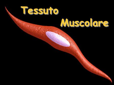 Tessuto Muscolare.