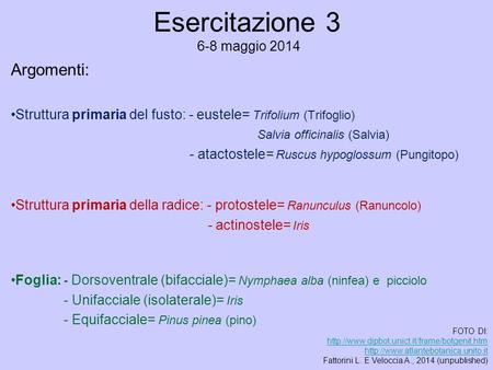 Esercitazione 3 6-8 maggio 2014 Argomenti: Struttura primaria del fusto: - eustele= Trifolium (Trifoglio) Salvia officinalis (Salvia) - atactostele= Ruscus.